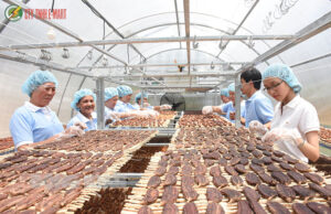 Máy sấy nông sản năng lượng tái tạo và xu hướng