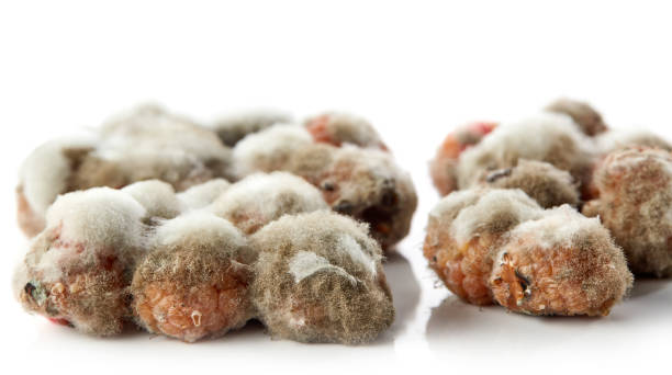 Sấy khô thực phẩm