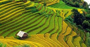 Ứng dụng máy sấy trong ngành nông sản