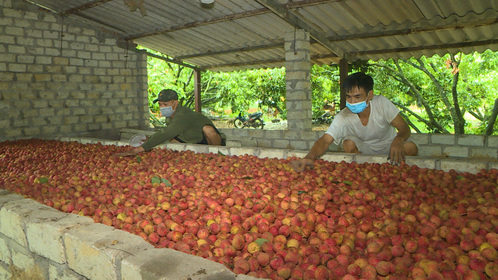 lò sấy vải 