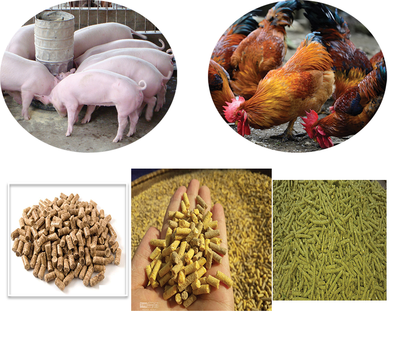 Ứng Dụng Lò Sấy Vi Sóng Trong Sấy Thức Ăn 